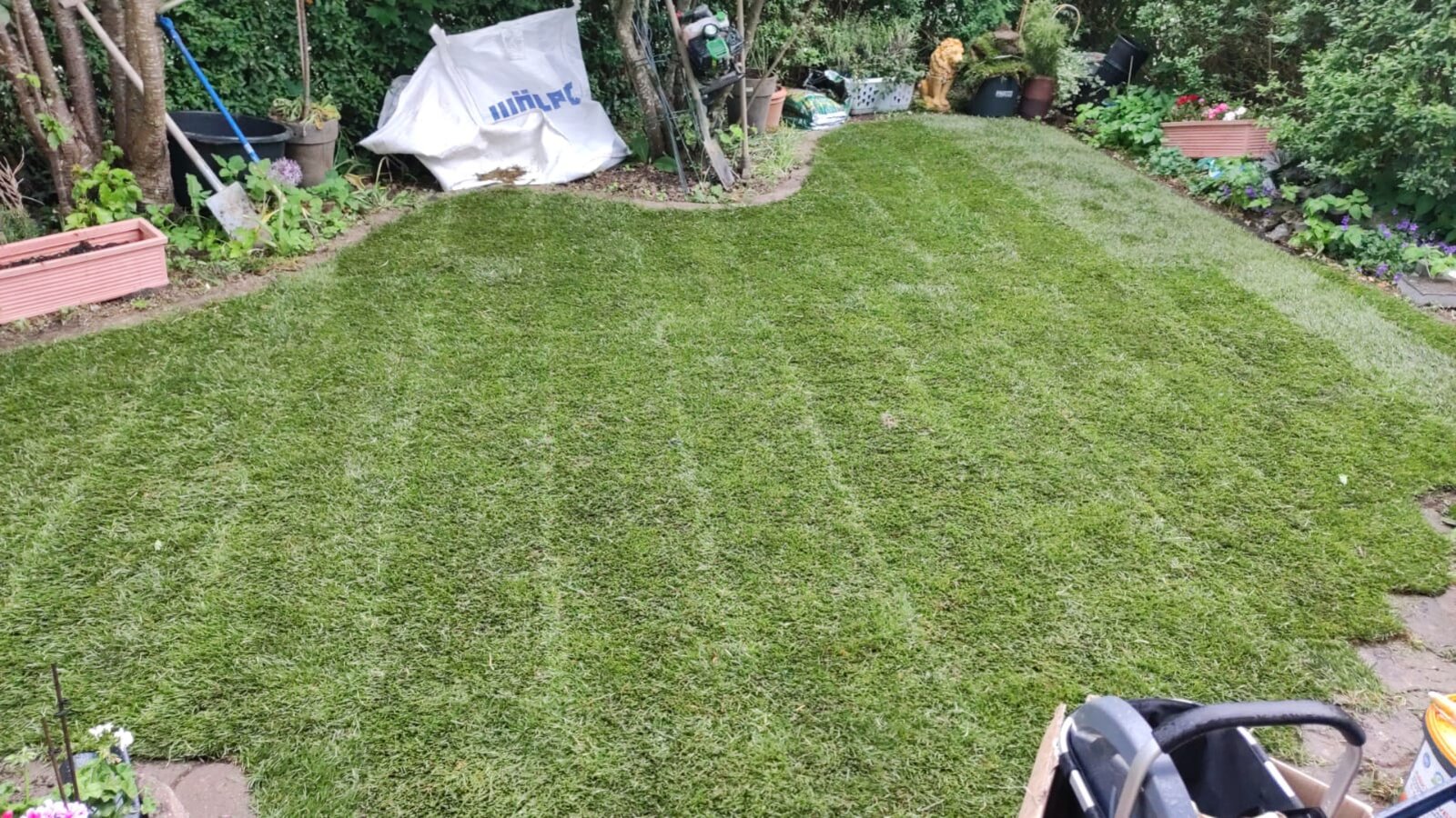 Frisch verlegter Rollrasen in einem Garten